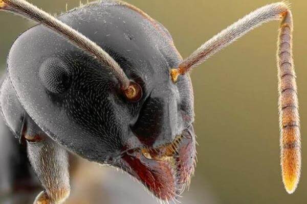 Fotos de hormigas