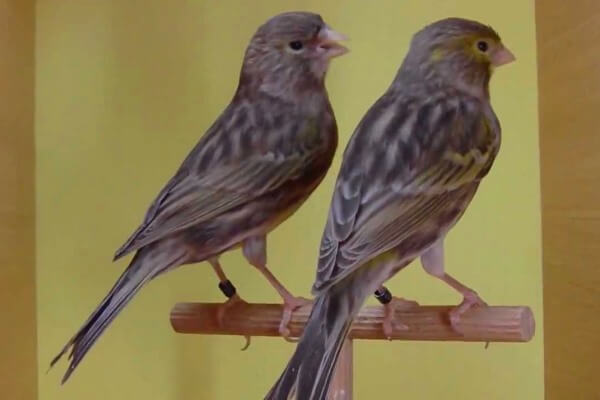 Solo basta observar: ¿Cómo diferenciar machos y hembras en las aves?