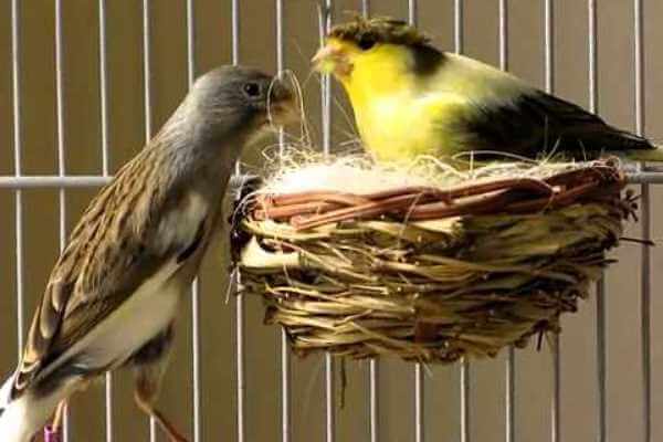 Como diferenciar canarios machos de hembras
