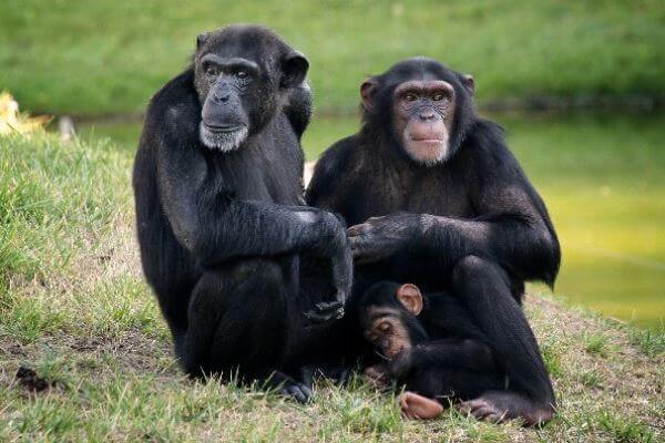 cómo es el chimpancé