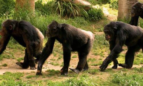 El chimpancé es omnívoro - Chimpancés buscando comida