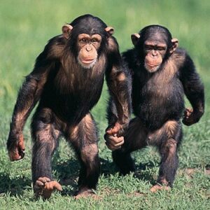 Chimpancé características - Chimpancés caminando de pie