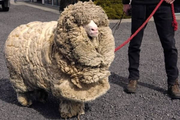 Cómo se esquila una oveja