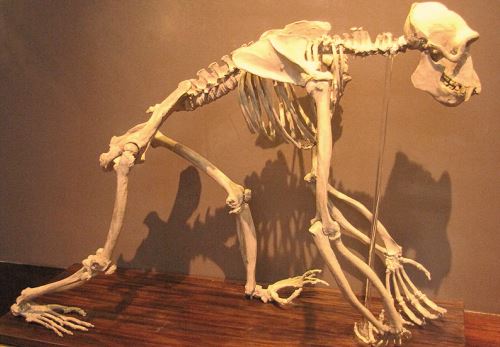 Características del chimpancé - Esqueleto de chimpancé