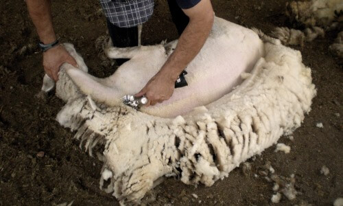 Cómo se debe esquilar una oveja