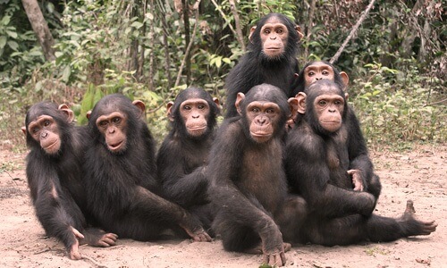 familia de chimpancés - Los chimpancés forman grupos y familias