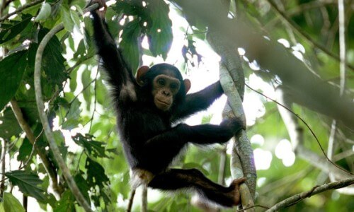 habitat natural chimpancé - Chimpancé subido a un árbol