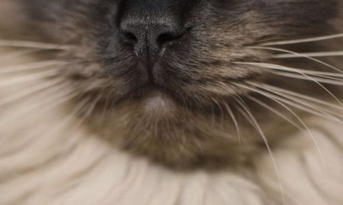 La nariz del gato seca puede ser síntoma de fiebre