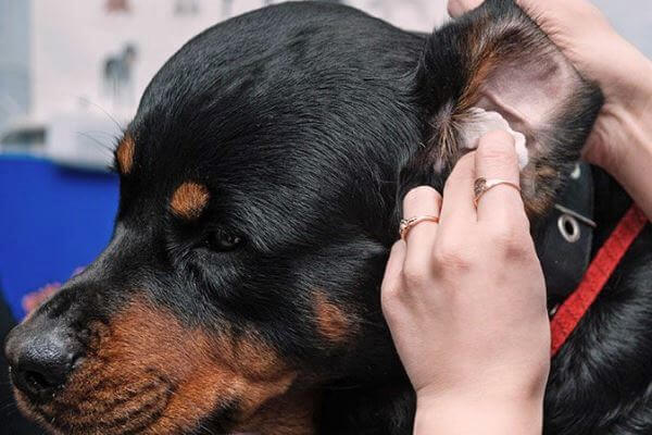 cómo secar las orejas de un perro