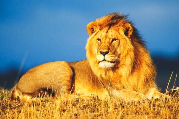 Cómo cazan los leones | Técnicas de caza del león |