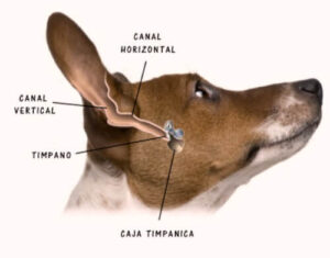 limpieza del oído interno del perro