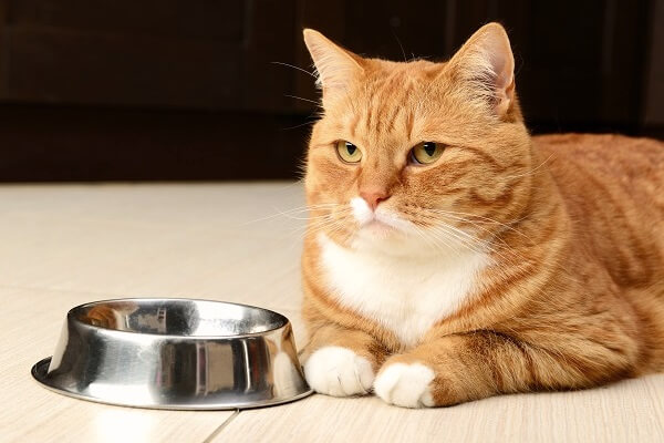 Por qué gato no come | CurioSfera-Animales.com