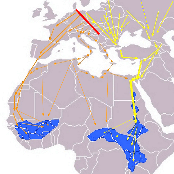 rutas migratorias de las cigüeñas negras