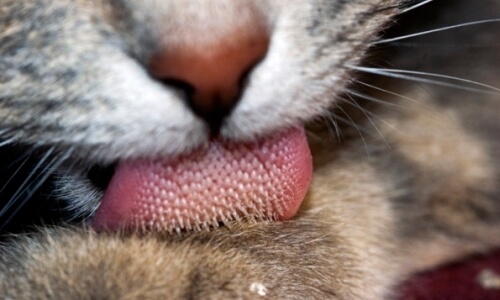 lengua gato lamiendo