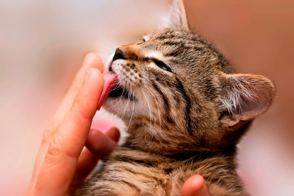 chorro poco claro Ciego Por qué mi gato me lame | CurioSfera-Animales.com