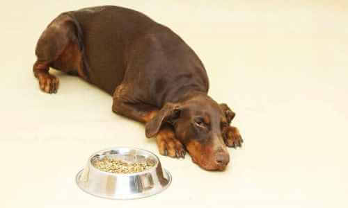 tratamiento anorexia canina