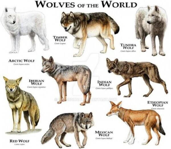 especies de lobos
