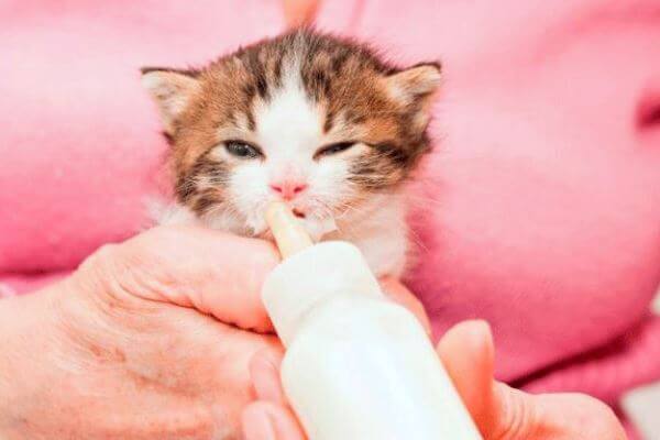 Cómo alimentar a un gato bebé