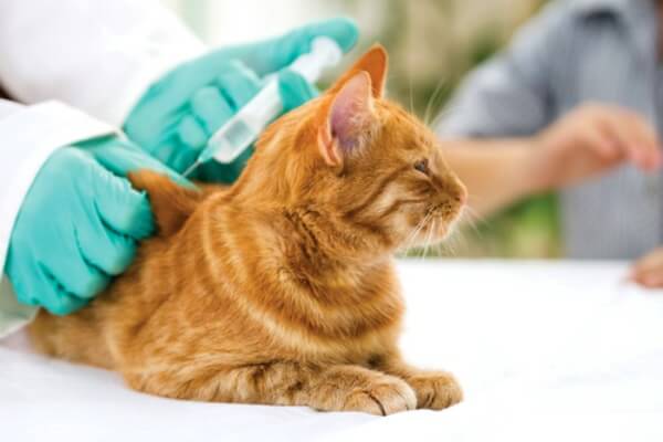 remedios sarna en gatos