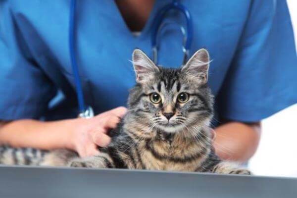 tratamiento veterinario tiña gatos
