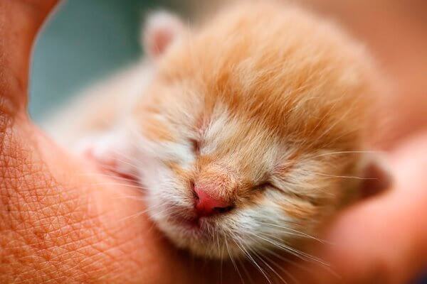 cuando abren los ojos los gatitos recien nacidos