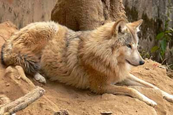 Dónde vive el lobo | Hábitat de cada especie de lobo |