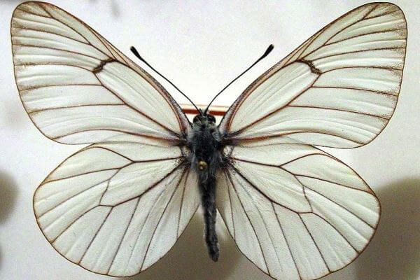 propiedades mariposa blanca del majuelo