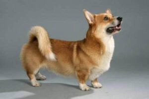aspecto físico welsh corgi Pembroke rasgos físicos welsh corgi Pembroke
