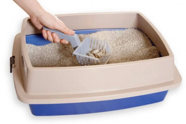 Cómo entrenar a un gato para que use la caja de arena