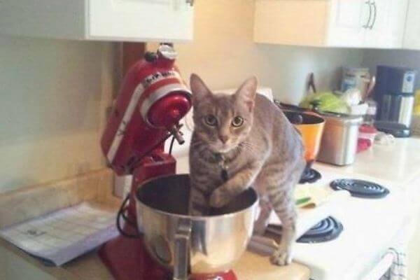 Enseñar a un gato para que no suba cocina