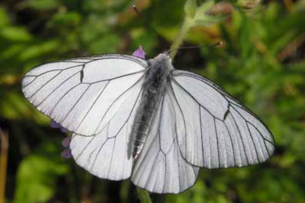 Mariposa blanca del Majuelo
