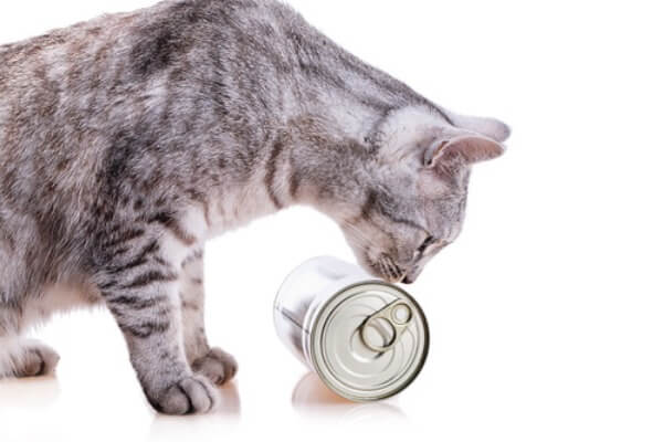 alimentos prohibidos para gatos