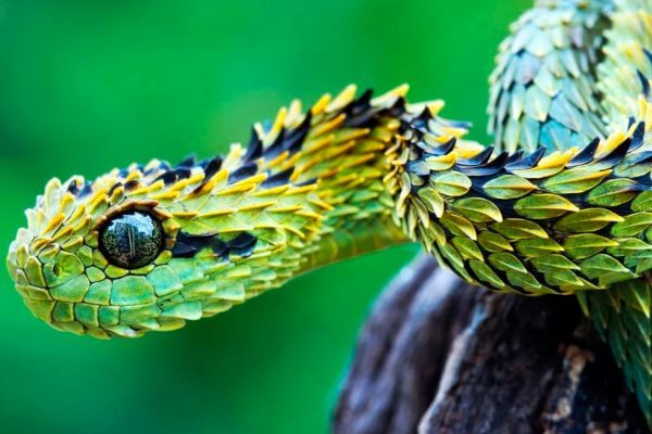 cómo son las serpientes