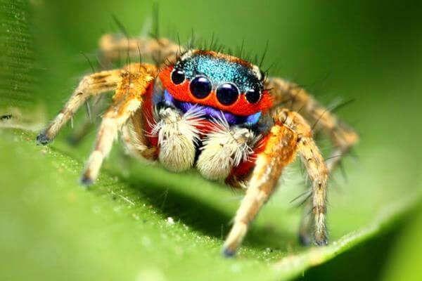 cómo se reproducen las arañas