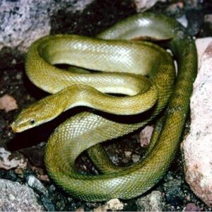 Tipos de Serpientes - Características y Peligrosidad✔️