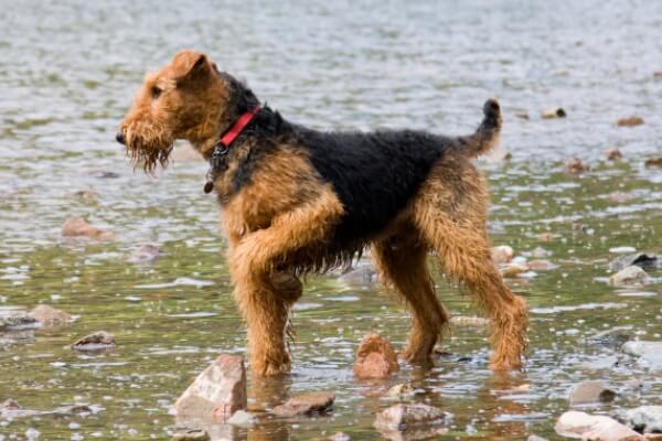 airedale terrier salud