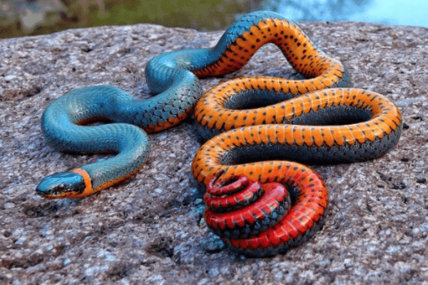 Tipos de serpientes