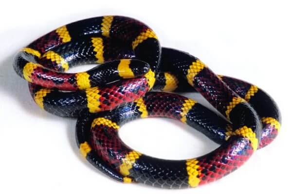 piel de serpiente características