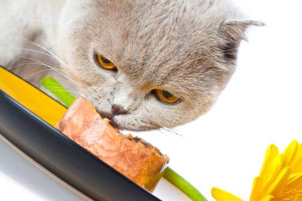 los gatos pueden comer atún natural aceite