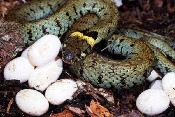 gestación y reproducción de las serpientes