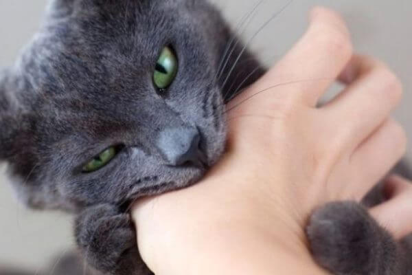 Por qué mi gato me muerde y cómo evitarlo | CurioSfera-Animales.com ✓
