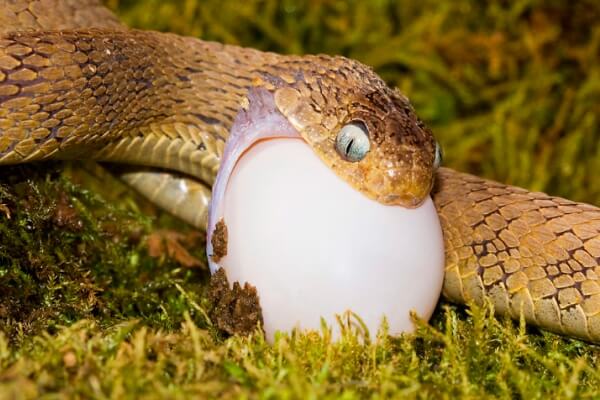 alimentación de la serpiente