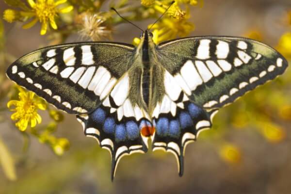 cómo se reproduce mariposa macaón