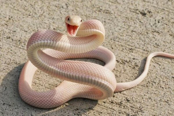 cuántas serpientes venenosas existen