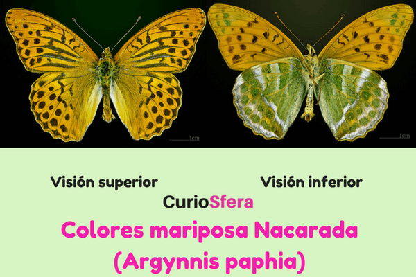 descripción argynnis paphia