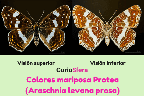 cómo es la mariposa Protea