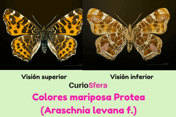 mariposa protea características
