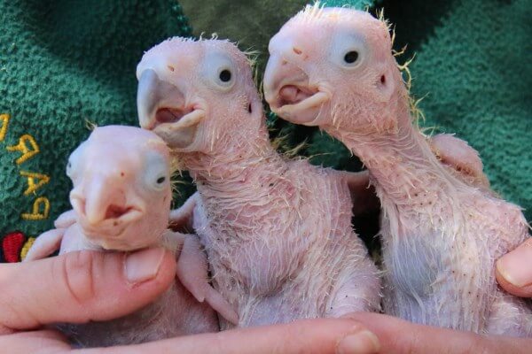 Como Criar Cacatuas Consejos E Informacion Curiosfera Animales