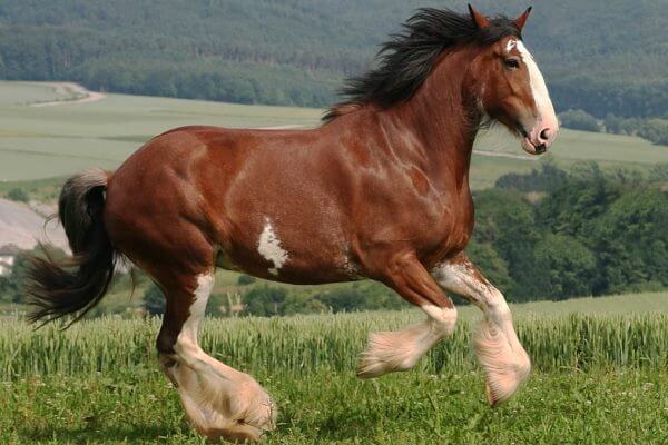 características caballo Clydesdale