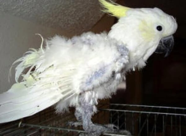 Enfermedades De La Cacatua Sintomas Curiosfera Animales Com